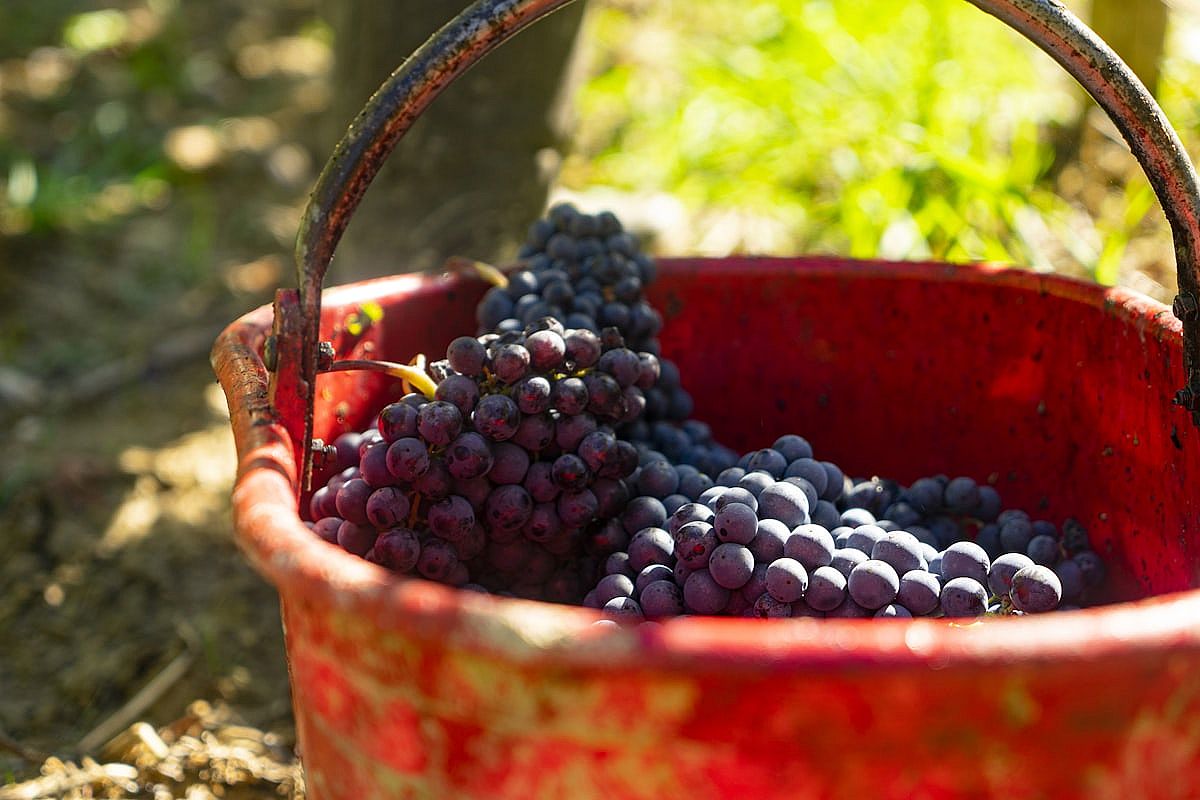 Fiesta de la Vendimia - 5