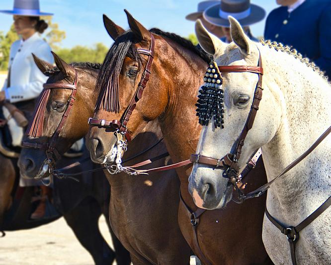 Feria del Caballo de Jerez