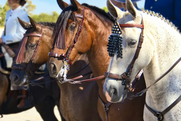 Feria del Caballo de Jerez