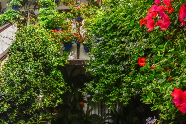 Festival de los Patios de Córdoba