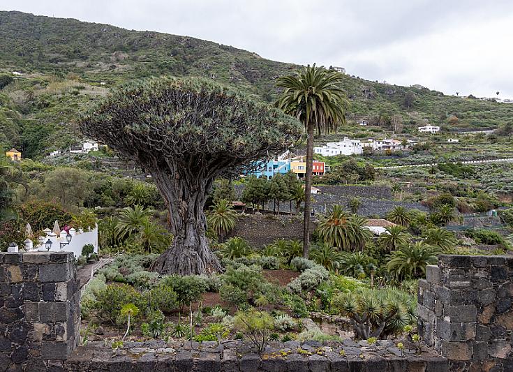 San Andrés in Tenerife: Tablas de Icod & New Wine