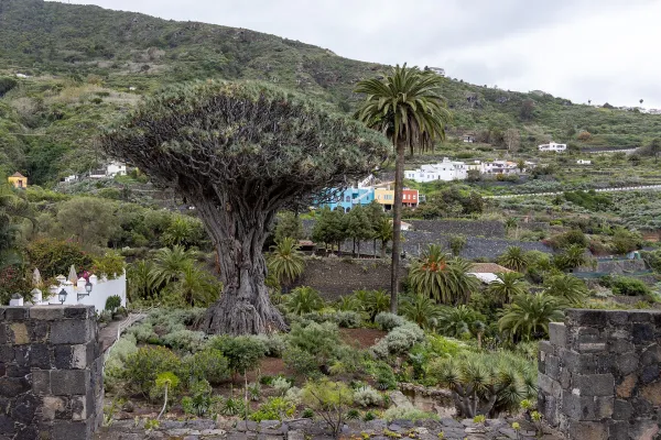 San Andrés in Tenerife: Tablas de Icod & New Wine