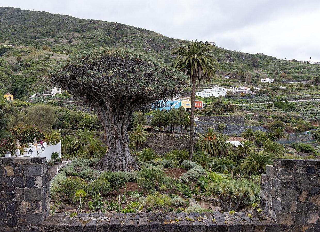 San Andrés en Tenerife: Tablas de Icod y vino nuevo 2026